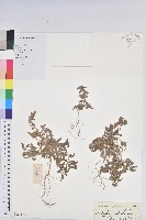 鐵莧菜藏品圖，第1張