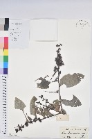 赤血仔、厚葉算盤子藏品圖，第1張