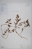 蓮子草藏品圖，第1張