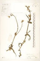 苦苣菜藏品圖，第1張