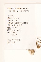 苦苣菜藏品圖，第2張