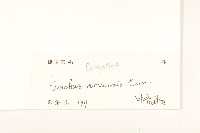 苦苣菜藏品圖，第3張