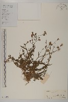 紫背草藏品圖，第1張