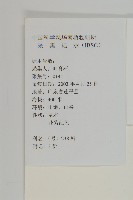 紫背草藏品圖，第2張