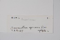 刺莧藏品圖，第2張