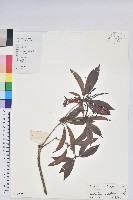 絲線吊芙蓉藏品圖，第1張