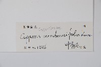 雷公桔藏品圖，第2張