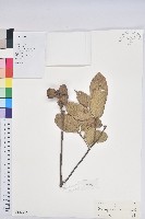 後大埔石櫟、煙斗柯藏品圖，第1張