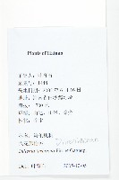 大花五椏果藏品圖，第2張