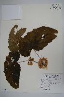 圓果秋海棠藏品圖，第1張