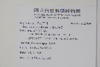 圓果秋海棠藏品圖，第2張