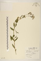 福山氏飛蓬藏品圖，第1張