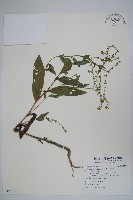 琉璃草藏品圖，第1張