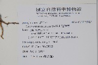 琉璃草藏品圖，第2張