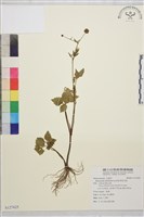 鉤柱毛茛藏品圖，第1張