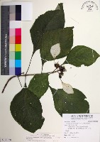 臺灣玉葉金花藏品圖，第1張