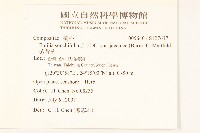 紫背草藏品圖，第2張