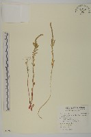 變葉藜藏品圖，第1張