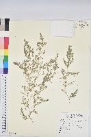 小葉大戟藏品圖，第1張