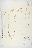 南美獨行菜藏品圖，第1張