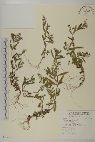 鱧腸藏品圖，第1張