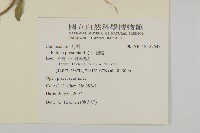 鱧腸藏品圖，第2張