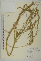 變葉藜藏品圖，第1張