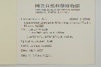 變葉藜藏品圖，第2張