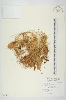 菟絲子藏品圖，第1張