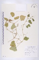 香瓜、甜瓜、黃瓜仔藏品圖，第1張