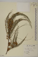 木麻黃藏品圖，第1張