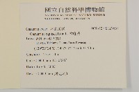 木麻黃藏品圖，第2張