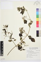 串鼻龍藏品圖，第1張