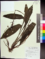 白鶴蘭藏品圖，第1張