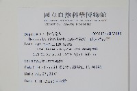 裂葉秋海棠、巒大秋海棠藏品圖，第2張