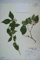 珠砂根藏品圖，第1張