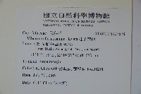 珠砂根藏品圖，第2張