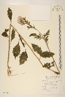 飛機草藏品圖，第1張