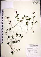 倒地蜈蚣藏品圖，第1張