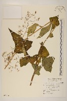 山苦藚、假福王草藏品圖，第1張