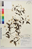 田村氏鐵線蓮藏品圖，第1張