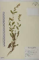 日本假蓬藏品圖，第1張