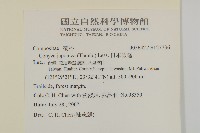 日本假蓬藏品圖，第2張