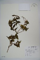 阿里山忍冬、漸尖葉忍冬藏品圖，第1張