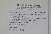 阿里山忍冬、漸尖葉忍冬藏品圖，第2張