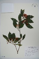 紅子莢迷藏品圖，第1張