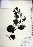 漢氏山葡萄藏品圖，第1張