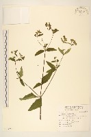 豨薟藏品圖，第1張