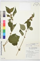 長葉垂桉草藏品圖，第1張