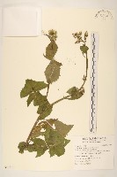 苦滇菜、苦菜藏品圖，第1張